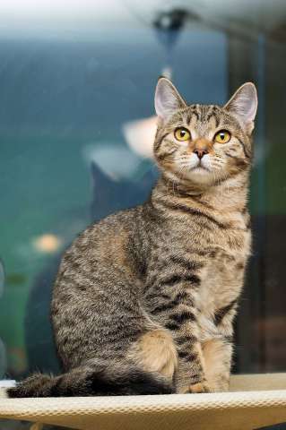 Полосатая молодая серая кошечка-подросток Марфа в дар Полосатая молодая серая кошечка-подросток Марфа в дар