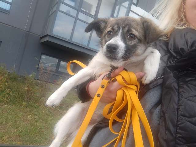 Маленькая ласковая собачка, 5 месяцев Маленькая ласковая собачка, 5 месяцев