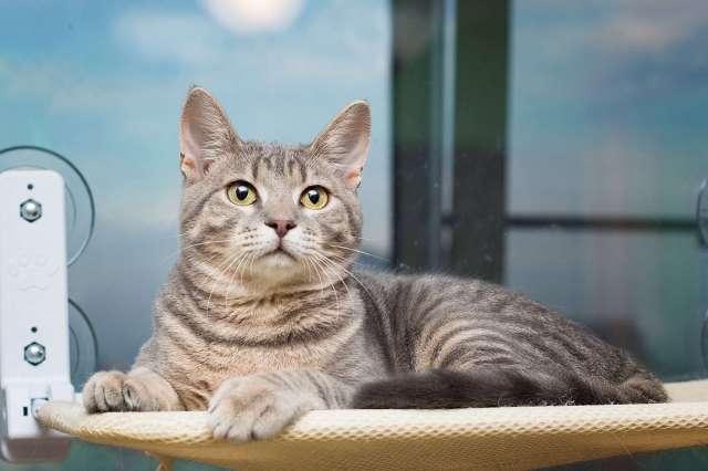 Красавец серо-голубой котик-подросток Костя в добрые руки