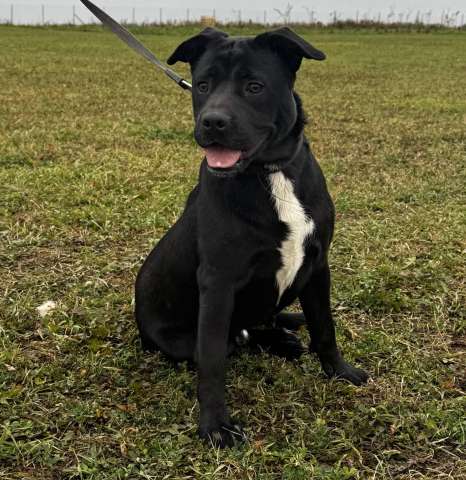 Ищем лучшую семью для лучшего мальчика! Ищем лучшую семью для лучшего мальчика!