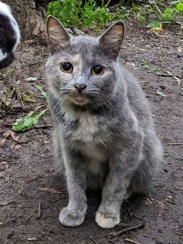 Трехцветная кошечка погибает на улице Трехцветная кошечка погибает на улице