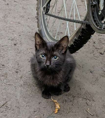 Выбросили черного котёнка! На улице погибнет