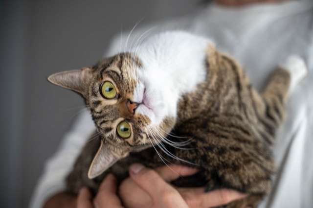 Салли нужен  дом