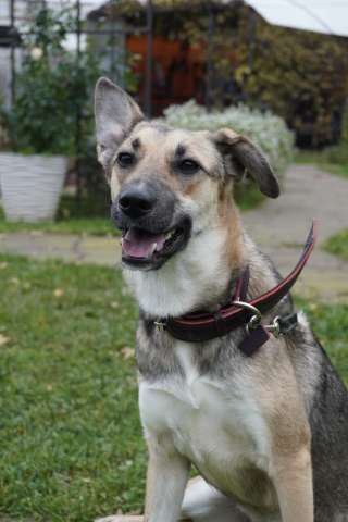 Ласковая собачка Ласка в добрые руки Ласковая собачка Ласка в добрые руки