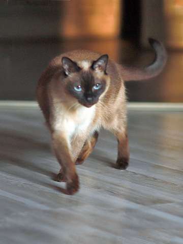 Санкт-Петербург: Ищет дом пожилая, очень нежная тайская кошка по имени Сюся Санкт-Петербург: Ищет дом пожилая, очень нежная тайская кошка по имени Сюся