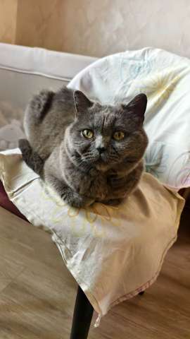 Кошечка Фиса ищет себе дом.