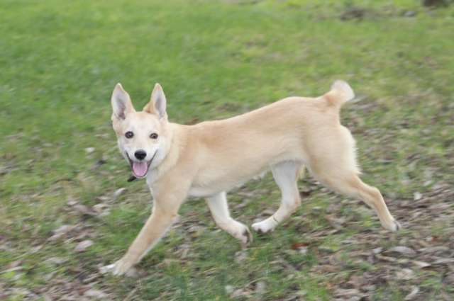 Пристраивается чудесный щенок-лисенок 6 месяцев. Пристраивается чудесный щенок-лисенок 6 месяцев.