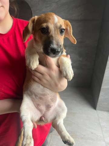 Щенок метис вельш корги и джек-рассел-терьера Щенок метис вельш корги и джек-рассел-терьера