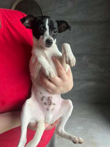 Щенок той-фокстерьера Дольче в дар Щенок той-фокстерьера Дольче в дар