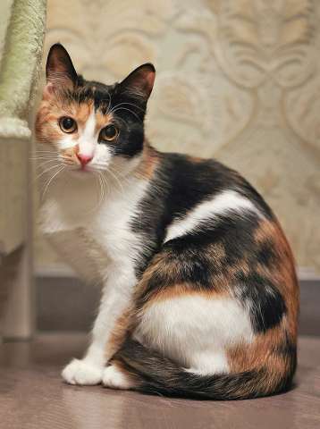 Очаровательная трёхцветка Лора в поиске дома Очаровательная трёхцветка Лора в поиске дома