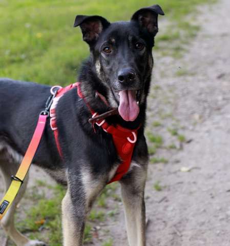 Молодой песик Бакс  ищет дом!