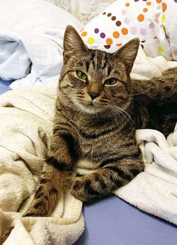  Малыш котопёс-компаньон Фёдор в добрые руки