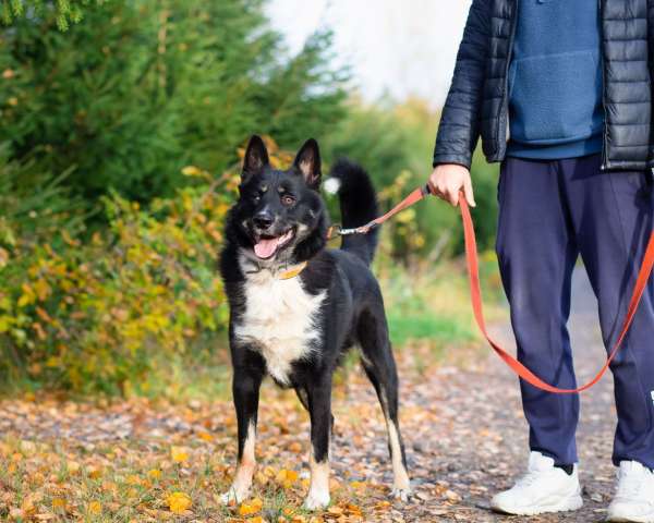 Роскошный молодой пёс Роскошный молодой пёс