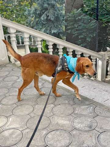 Добрый, нежный песик Рыжулик, метис Русской Гончей в дар Добрый, нежный песик Рыжулик, метис Русской Гончей в дар