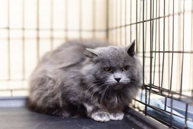 Пушистая красавица Артемида в добрые руки.