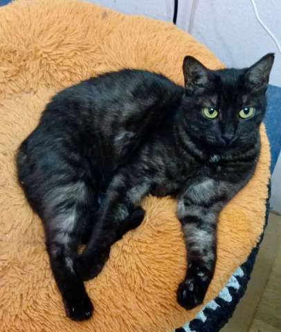 Афина – кошка редкой красоты, словно сотканная из ночи и серебра.