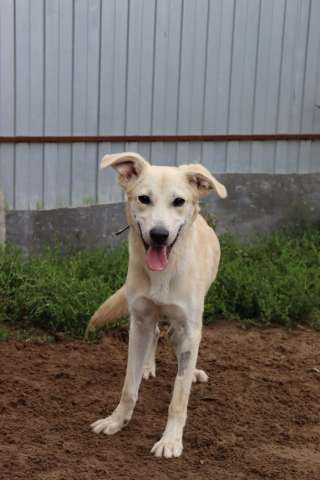 Кнопа в поисках родителей Кнопа в поисках родителей