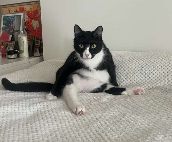 Добрый и ласковый котик Маркиз ищет дом!