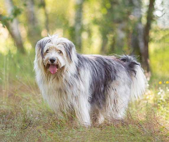 Молодая некрупная собачка Груша ищет дом Молодая некрупная собачка Груша ищет дом