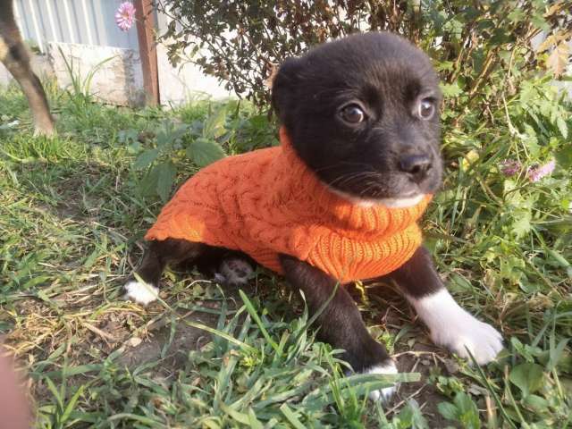 Две маленькие кнопки ищут дом Две маленькие кнопки ищут дом