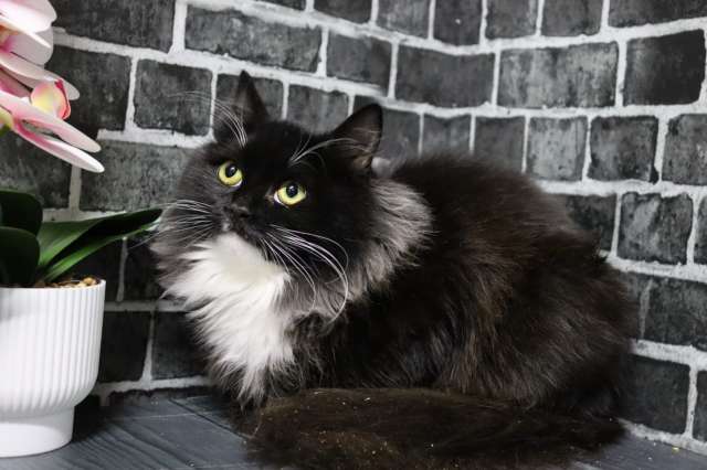 Маркиза-шикарная кошечка ищет семью