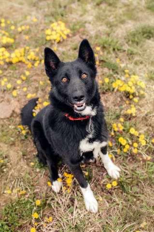 Пес Сева ищет дом! Пес Сева ищет дом!