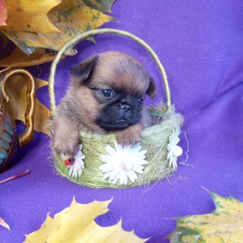 Малый брабансон рыжая девочка