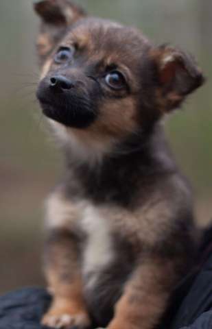 Крохи-щенки — вырастут маленькими