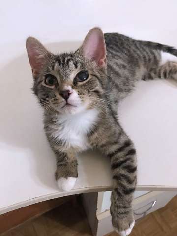 Обаятельный минитигренок, котенок Ося ищет дом