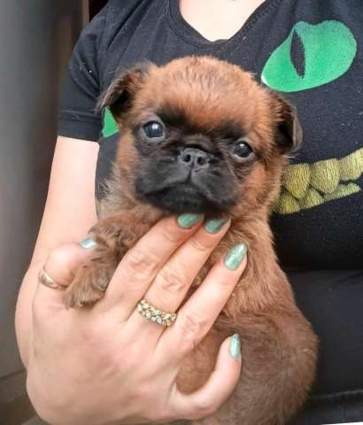 Мальчик пти-брабансон