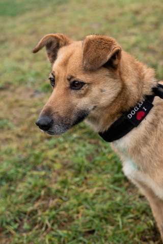 Родион ищет дом