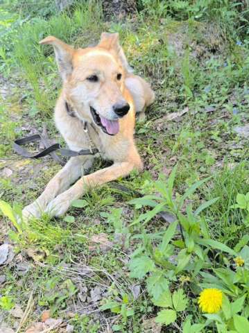 Собака в дар