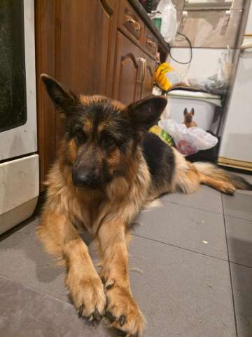 Щенки от мамы-овчарки в дар