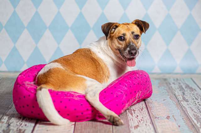 Метис джек-рассел-терьера Герда в дар