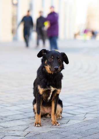 Милая собака небольшого размера