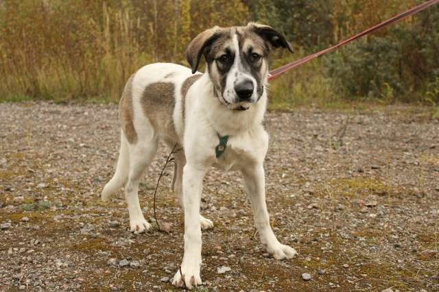 Белая леди - нежная, добрая собака-подросток