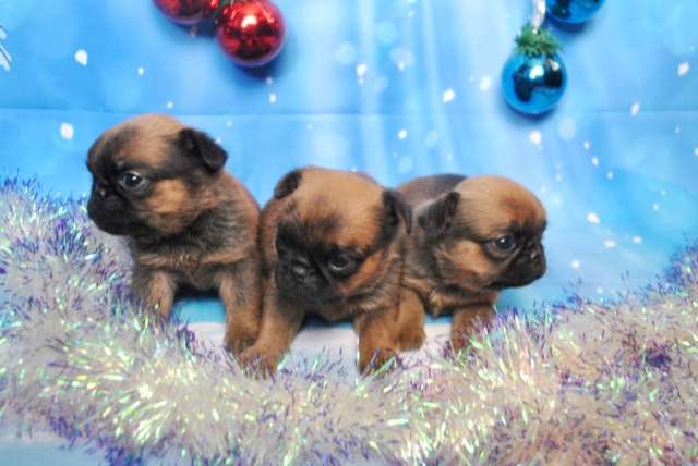 Пти-брабансоны щенки