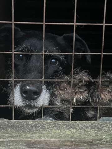 Вернули в приют Багги спустя 6 лет домашней жизни..
