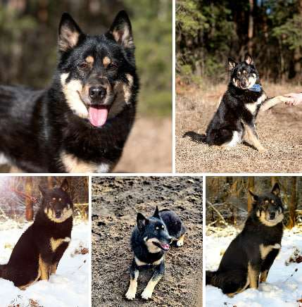 шикарный кобель метис лайки Джейсон хочет домой