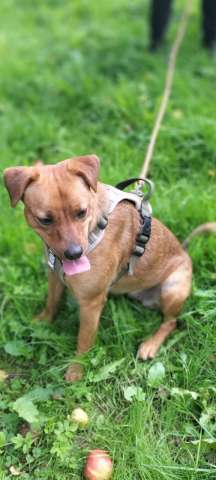 небольшая собачка из сво