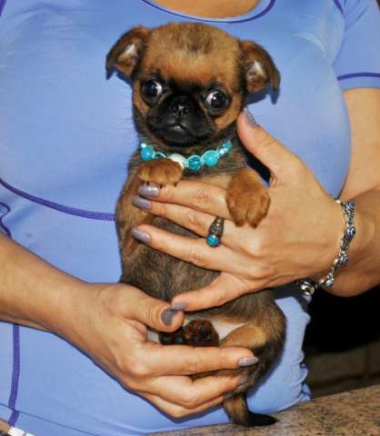 Миниатюрная девочка пти-брабансон