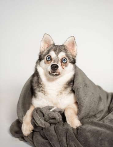 Аляскинский кли-кай Волчек в добрые руки