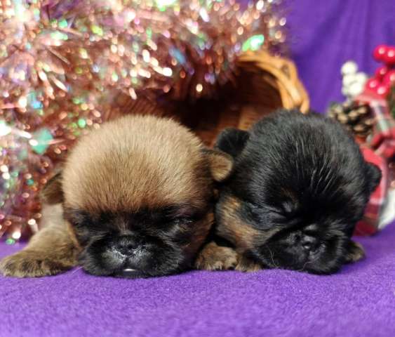 Девочки пти-брабансоны