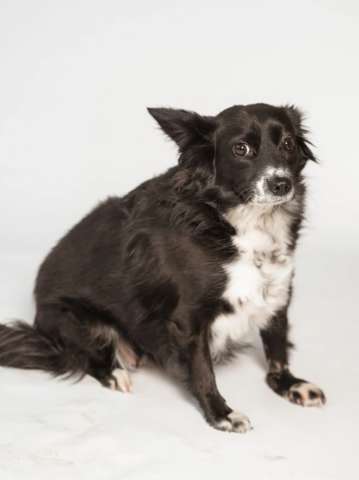 Метис длинношерстной чихуахуа Муся в добрые руки