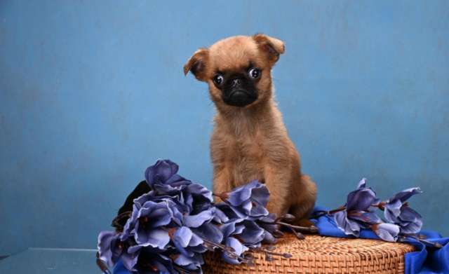 Мини мальчик пти-брабаснон