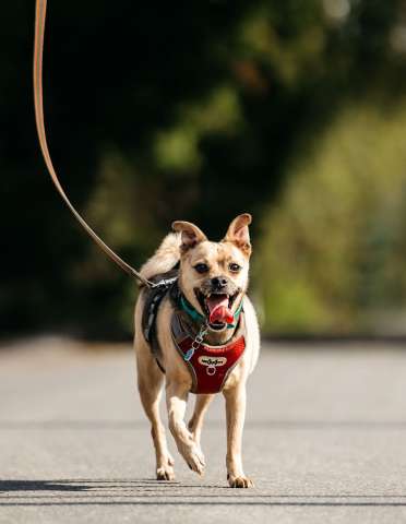 Чихуахуа Чупик в добрые руки