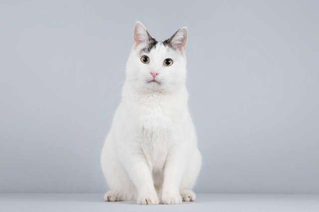 Котейка Андрейка ищет доброе сердце. 