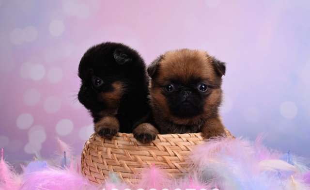 Мини-девочки пти-брабансоны