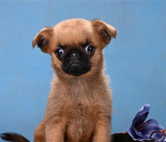 Пти-брабансон миниатюрный мальчик