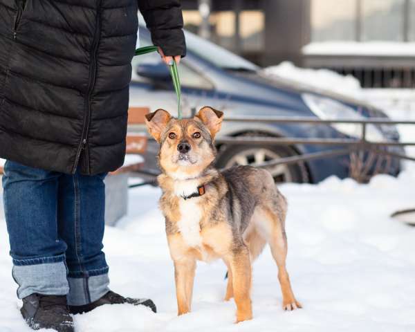 Очень трогательная собачка